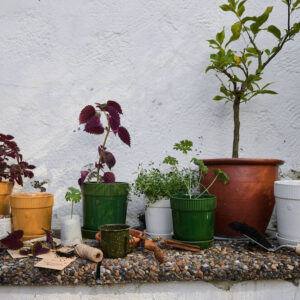 Elise ruukku, keskikoko